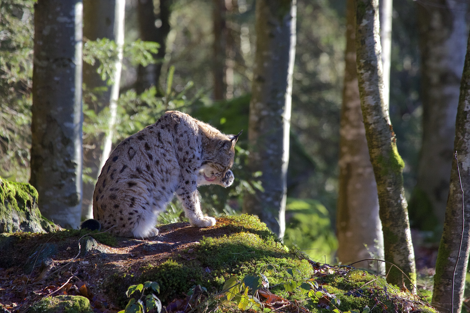 Luchs im Nationalpark Bayerischer Wald...24.12.2015