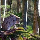 Luchs im Nationalpark Bayerischer Wald...24.12.2015