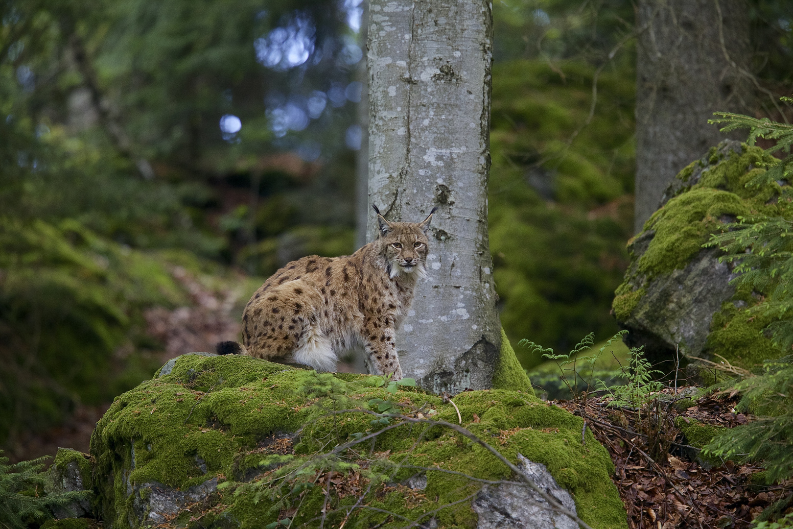 Luchs im Nationalpark Bay.wald...