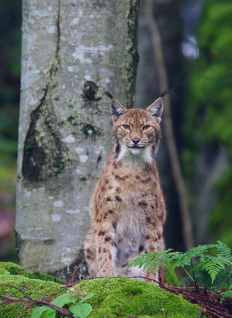 Luchs im Nationalpark Bay.Wald...