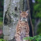 Luchs im Nationalpark Bay.Wald...