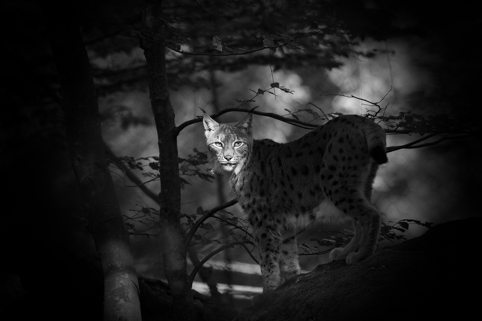 Luchs im Nationalpark Bay.Wald.....