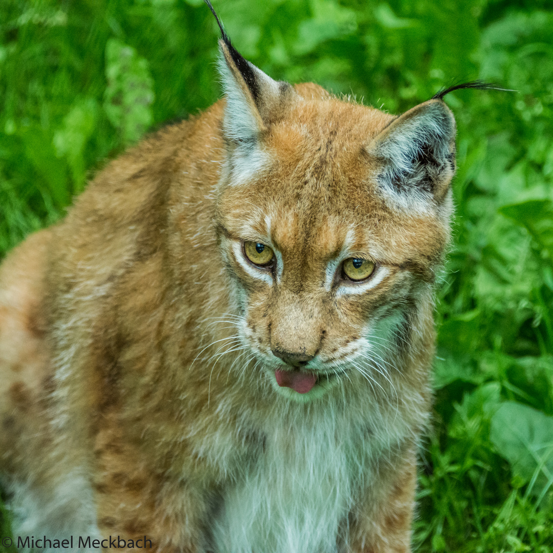 Luchs im Naturpark Güstrow