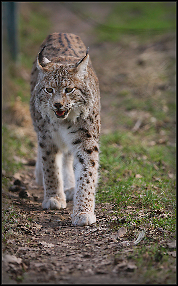 Luchs im Naturwildpark Granat