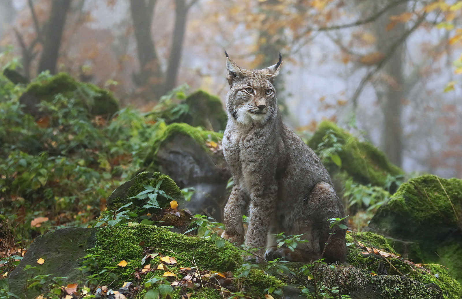 Luchs im Nebel