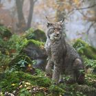 Luchs im Nebel