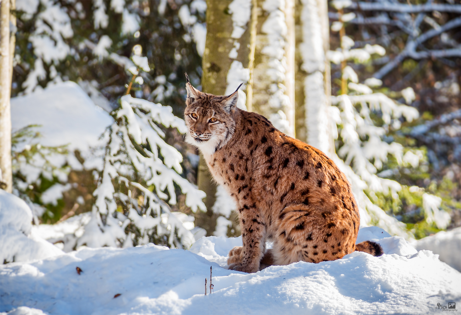 Luchs im NP bay. Wald - Tiere142