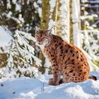 Luchs im NP bay. Wald - Tiere142