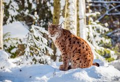 Luchs im NP bay. Wald - Tiere142