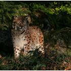 Luchs im NP Bayer. Wald