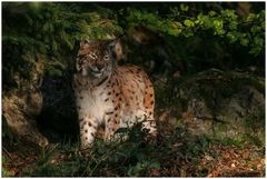 Luchs im NP Bayer. Wald