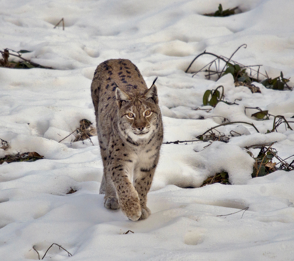 Luchs im NP Bayerischen Wald