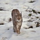 Luchs im NP Bayerischen Wald