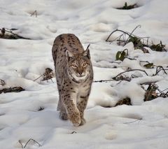 Luchs im NP Bayerischen Wald