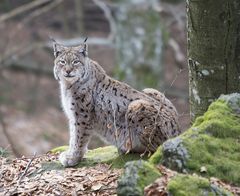 Luchs im  NP Bayerischen Wald