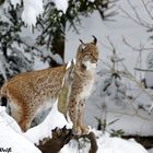 Luchs im NP Bayerischer Wald