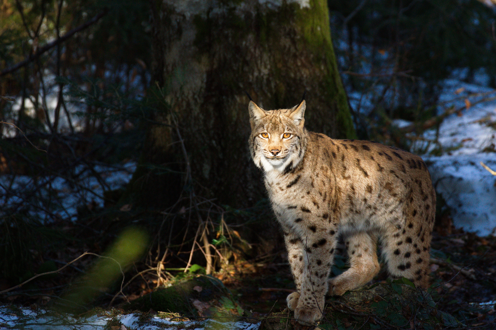 Luchs im NP Bayerischer Wald