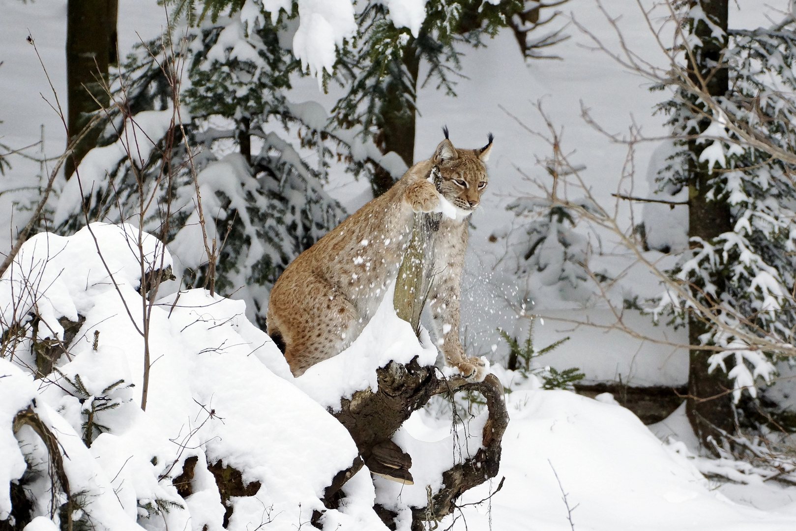 Luchs im NP Bayerischer Wald 2