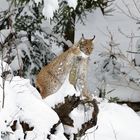 Luchs im NP Bayerischer Wald 2