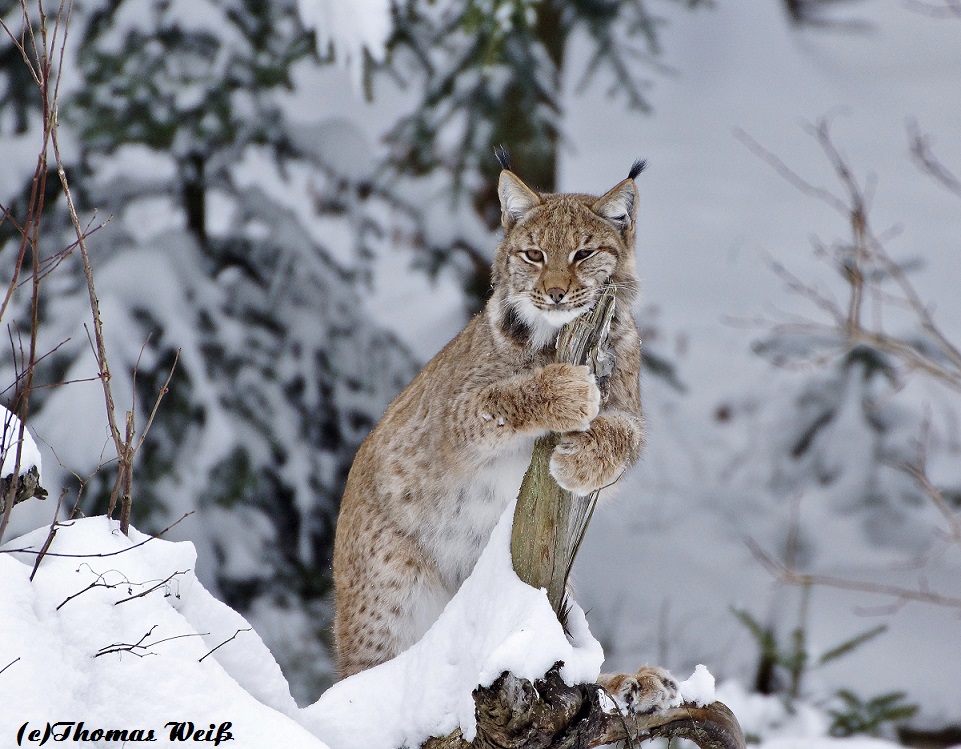 Luchs im NP Bayerischer Wald 3