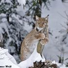 Luchs im NP Bayerischer Wald 3