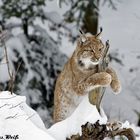 Luchs im NP Bayerischer Wald 4