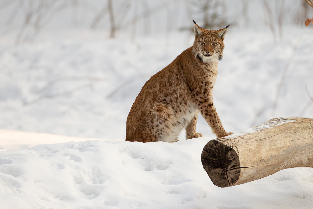 Luchs im NP Bayerischer Wald