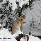 Luchs im NP Bayerischer Wald 5