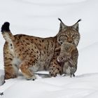 Luchs im NP Bayerischer Wald 6