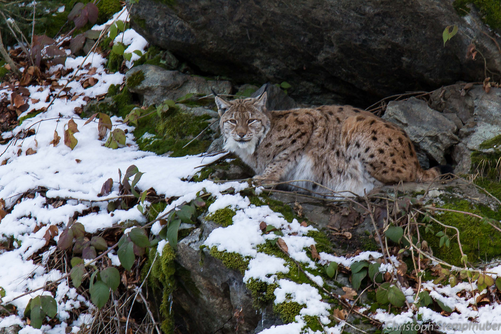 Luchs im NP Bayerischer Wald