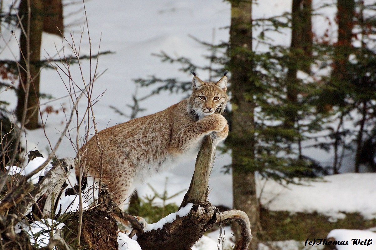 Luchs im NP Falkenstein