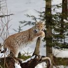 Luchs im NP Falkenstein