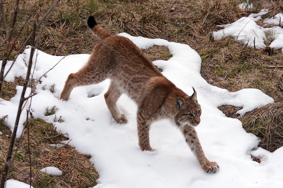 Luchs im NP Gehege