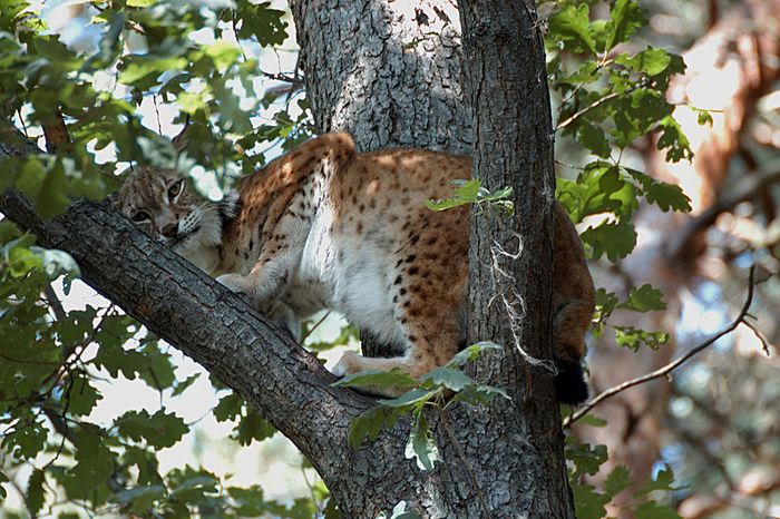 Luchs im NP Sächsische Schweiz