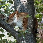 Luchs im NP Sächsische Schweiz