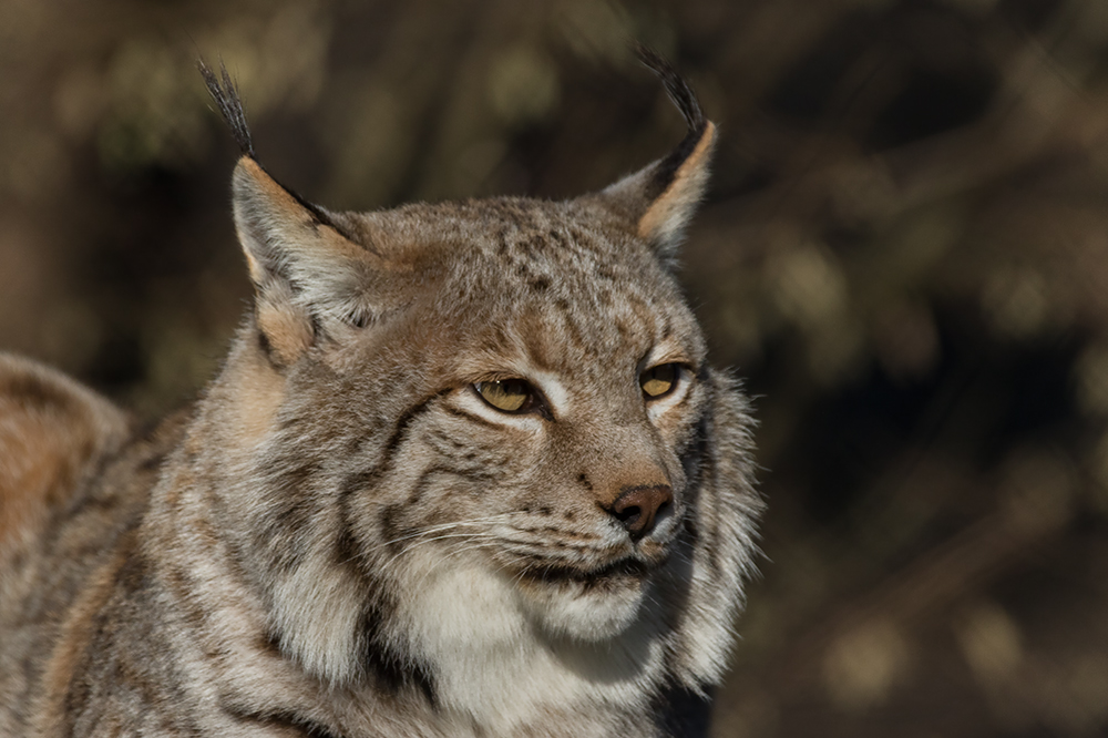 Luchs im Portrait