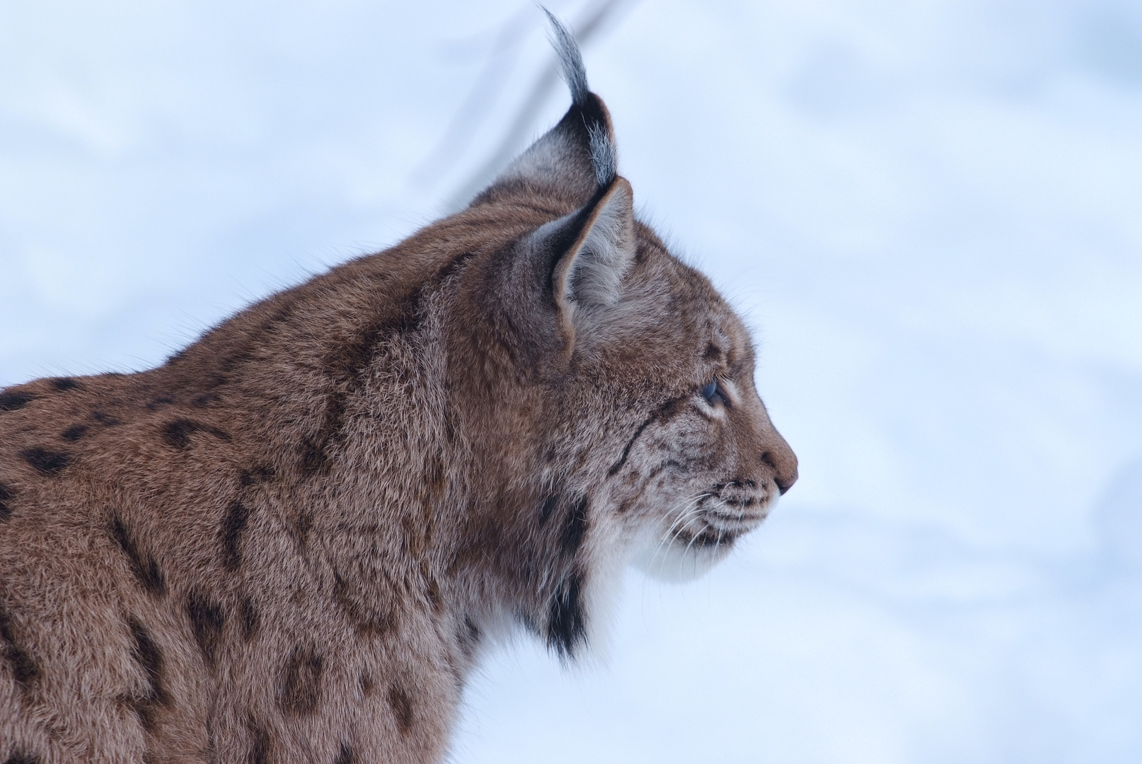 Luchs im Profil