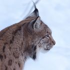 Luchs im Profil