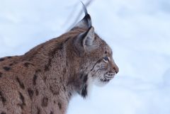 Luchs im Profil