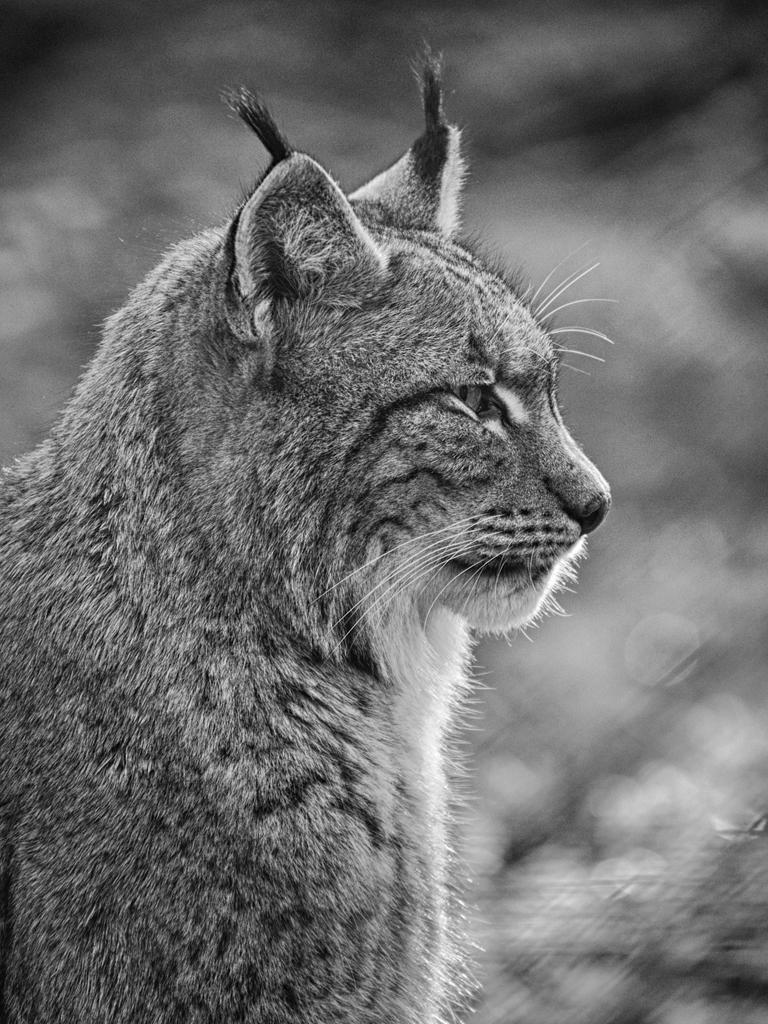 Luchs im Profil