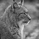 Luchs im Profil