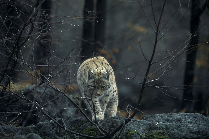 Luchs im Regen