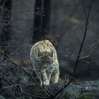 Luchs im Regen