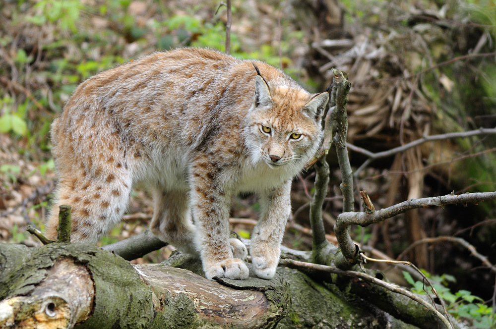 Luchs im Schaugehege Rabenklippen