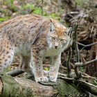 Luchs im Schaugehege Rabenklippen