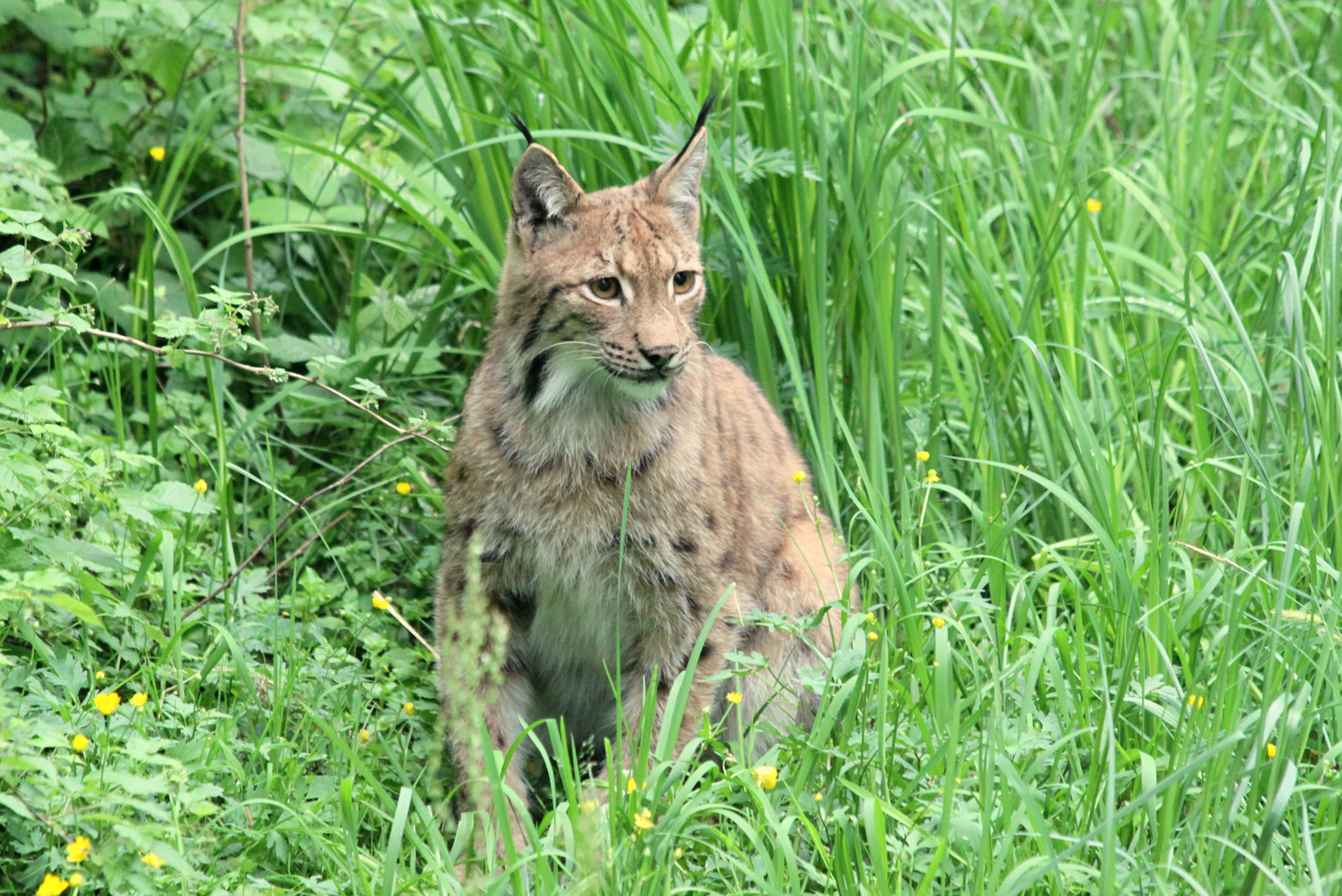 Luchs im Schilf