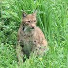 Luchs im Schilf