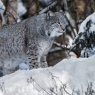 Luchs im Schnee 001