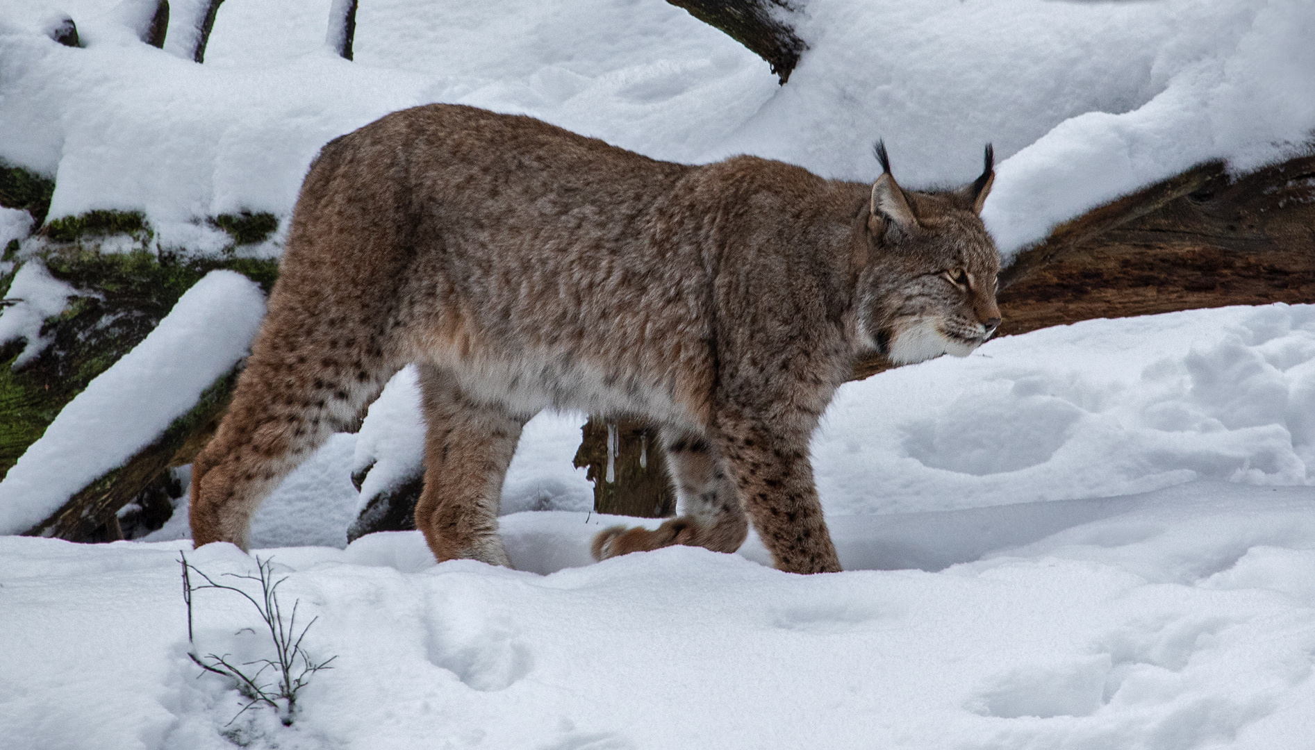 Luchs im Schnee 003 