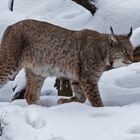 Luchs im Schnee 003 